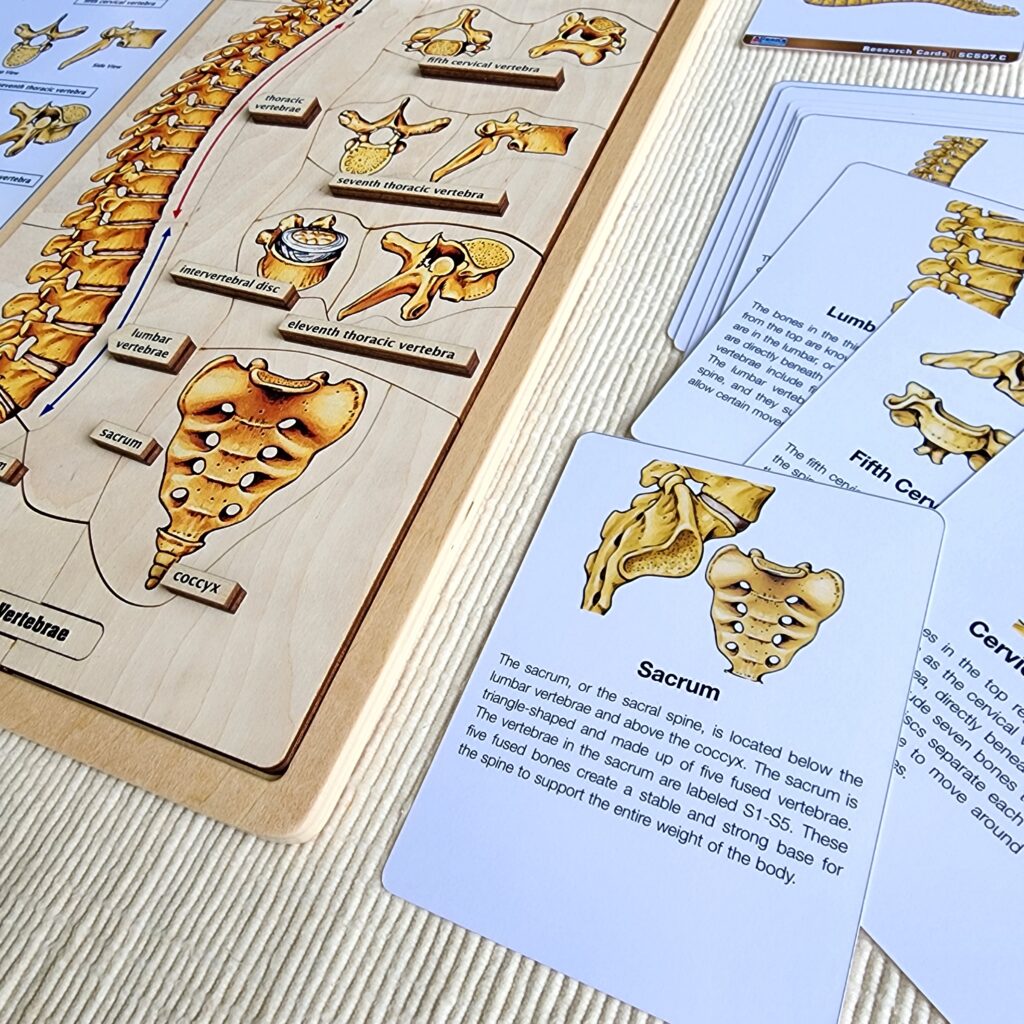 Parts of Vertebrae
