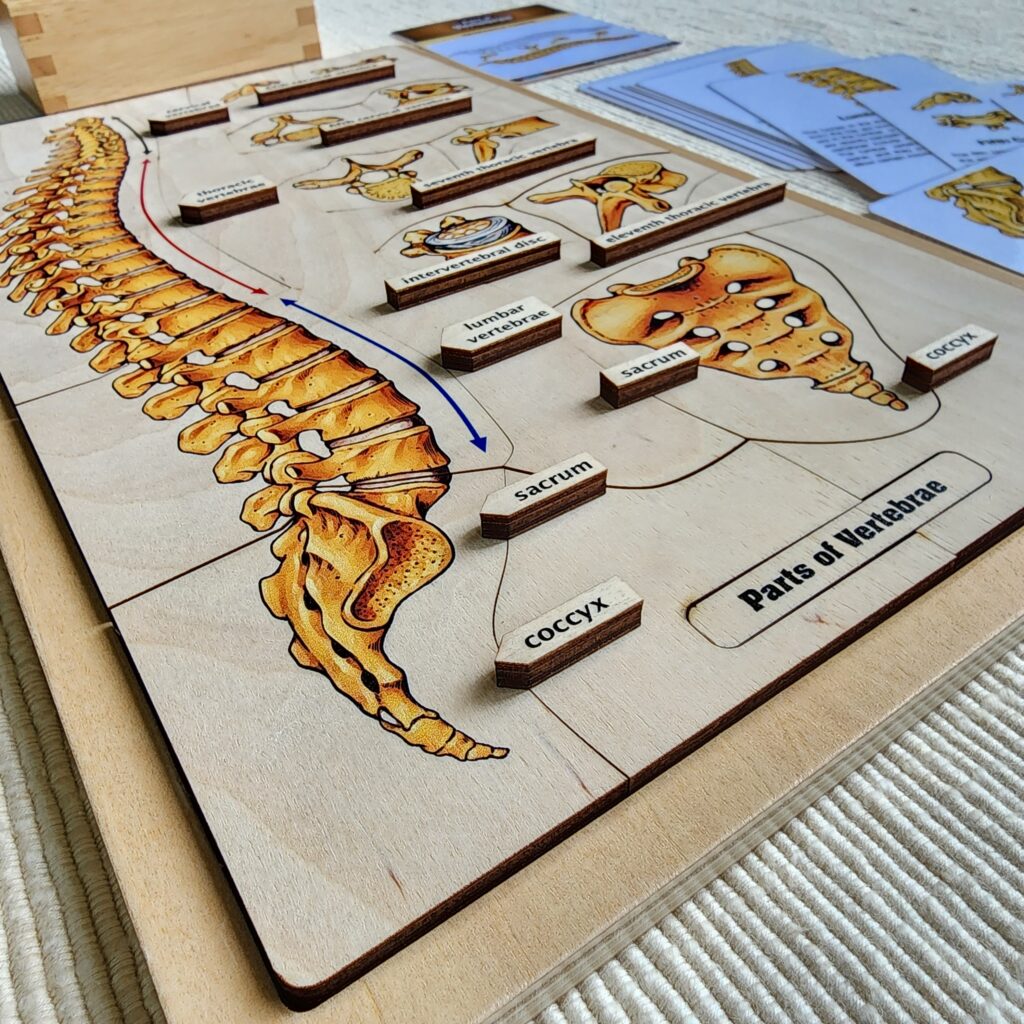 Montessori Human Anatomy