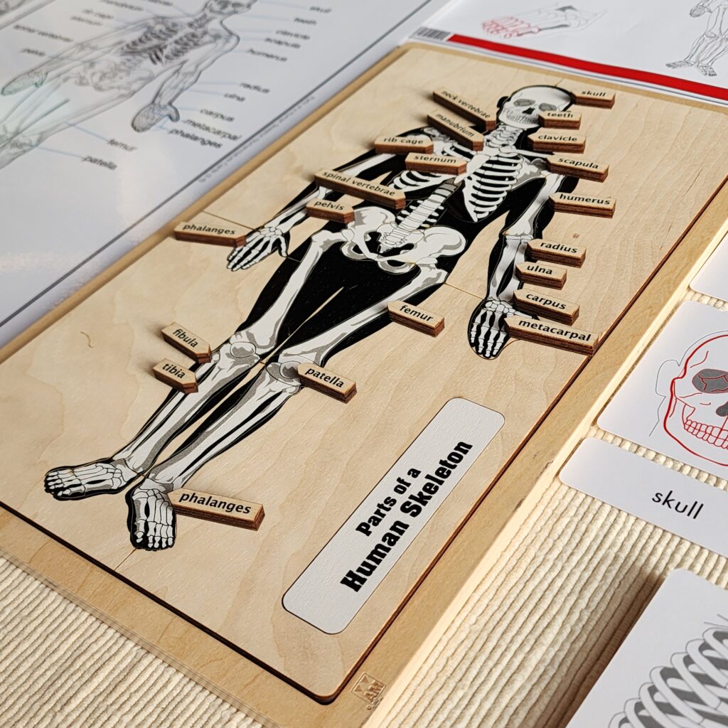 Parts of a Human Skeleton