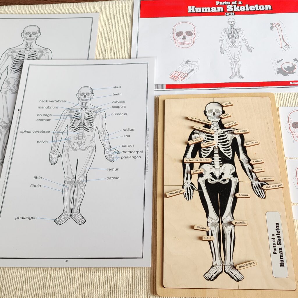 Parts of a Human Skeleton