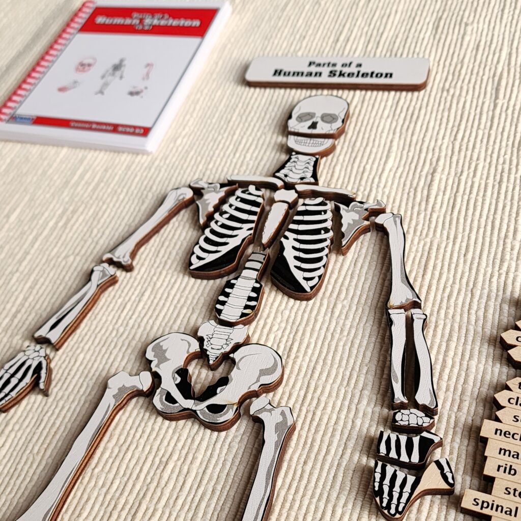 Parts of a Human Skeleton