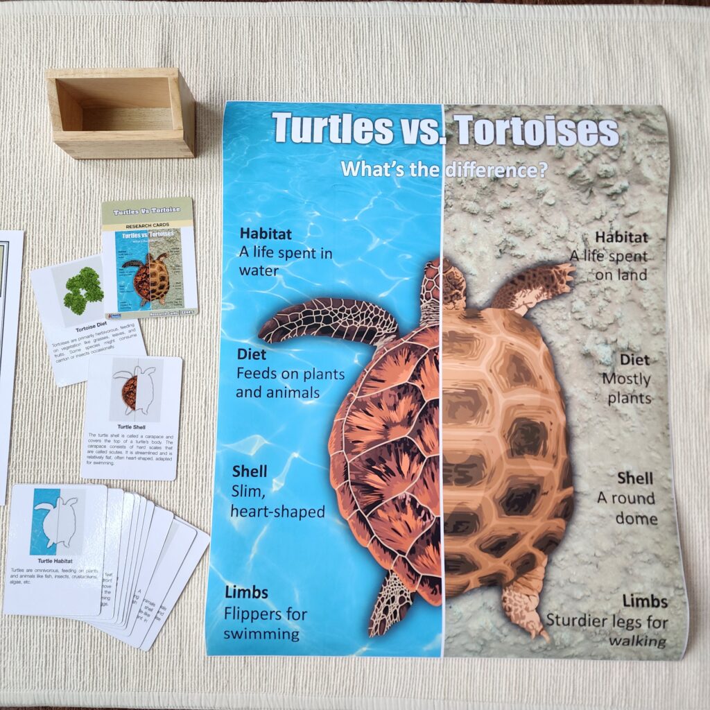 Turtles vs. Tortoises