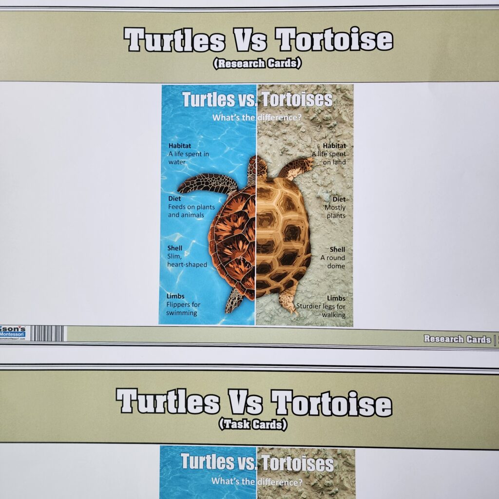 Difference between turtle and tortoise
