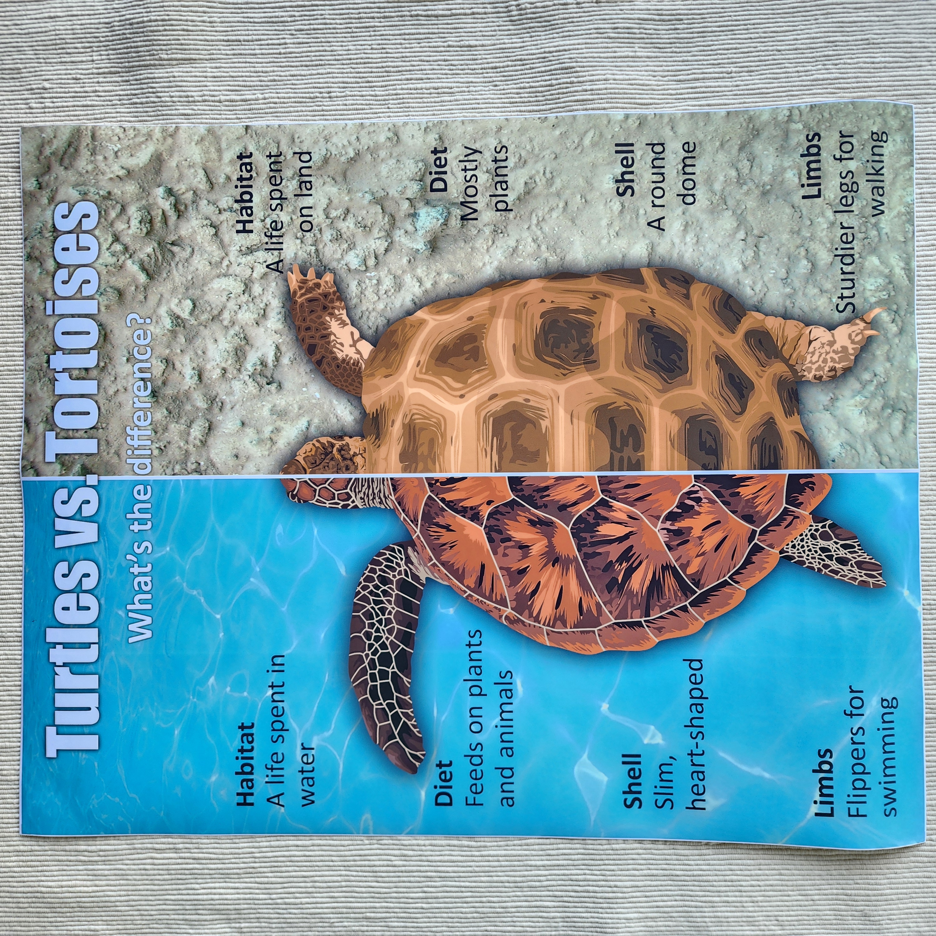 Turtles vs. Tortoises