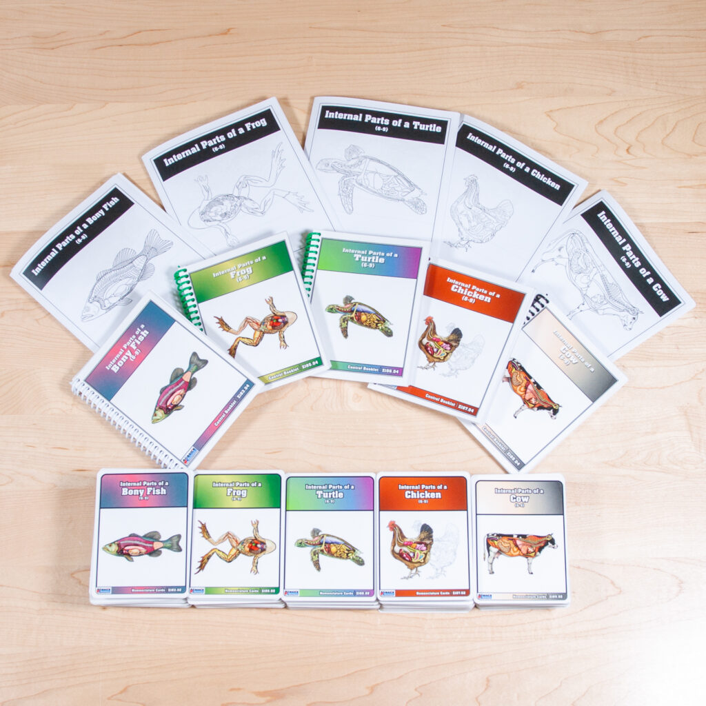 Internal Parts of Vertebrates Study