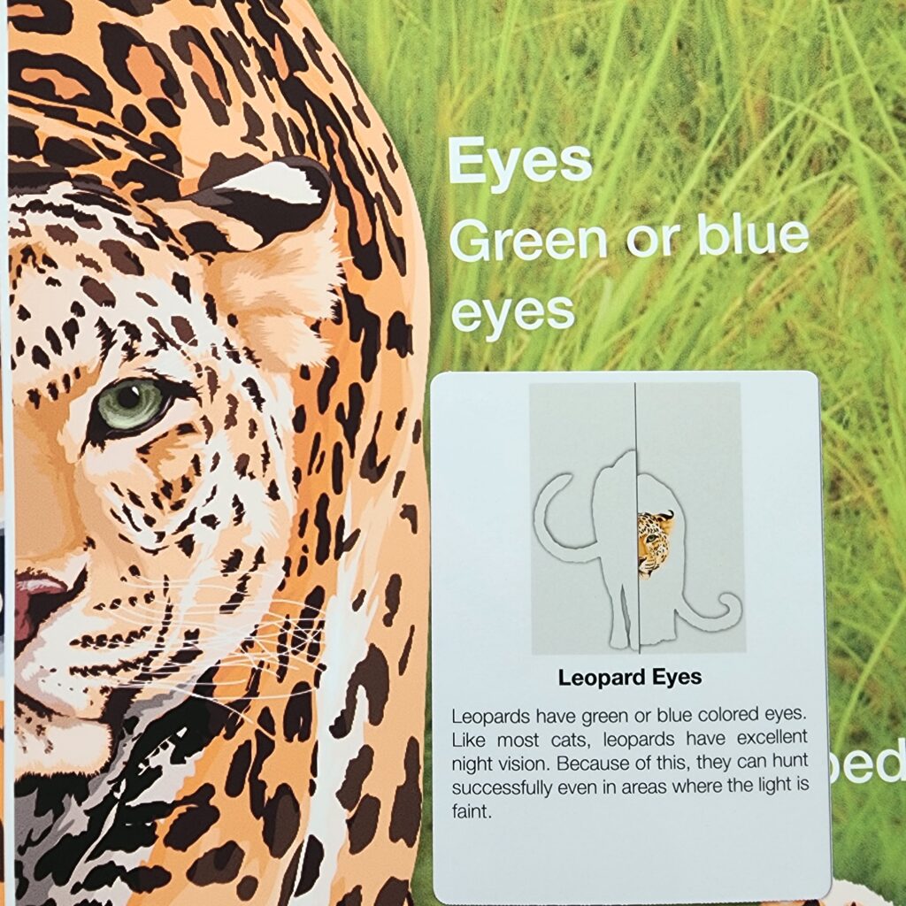 Cheetah vs. Leopard, Ages 6-9