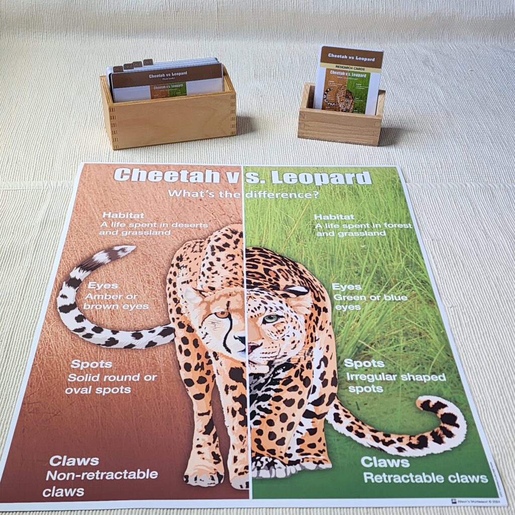 Cheetah vs. Leopard