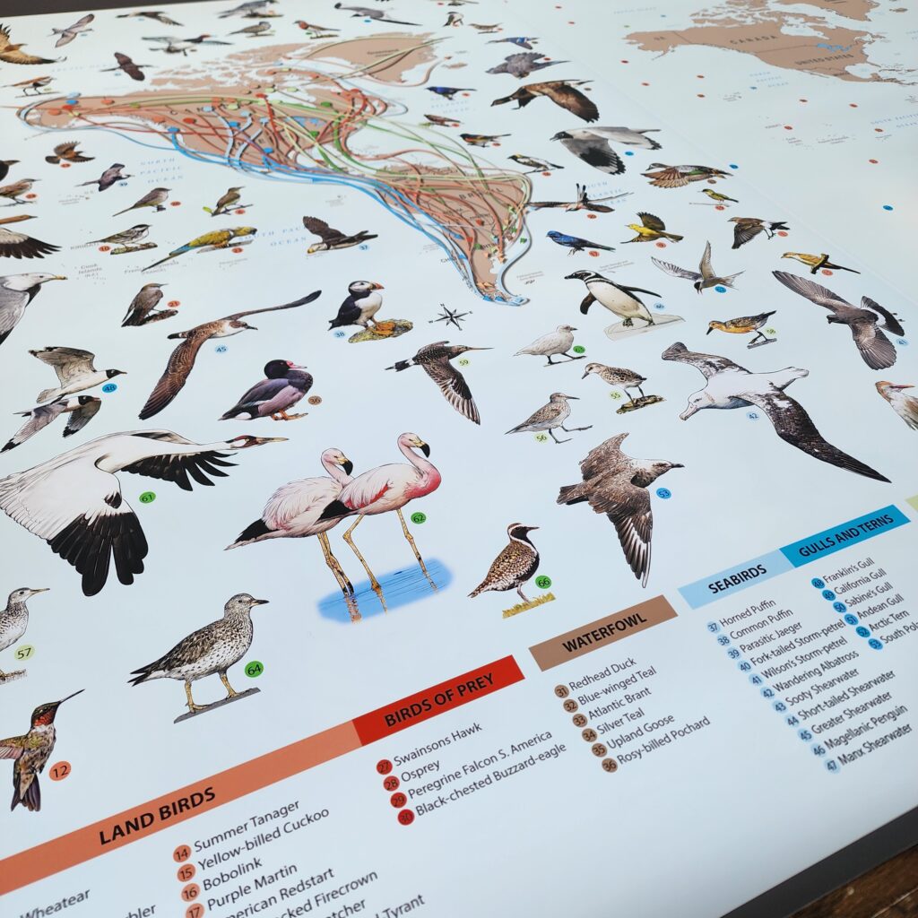 Bird Migration in the Americas