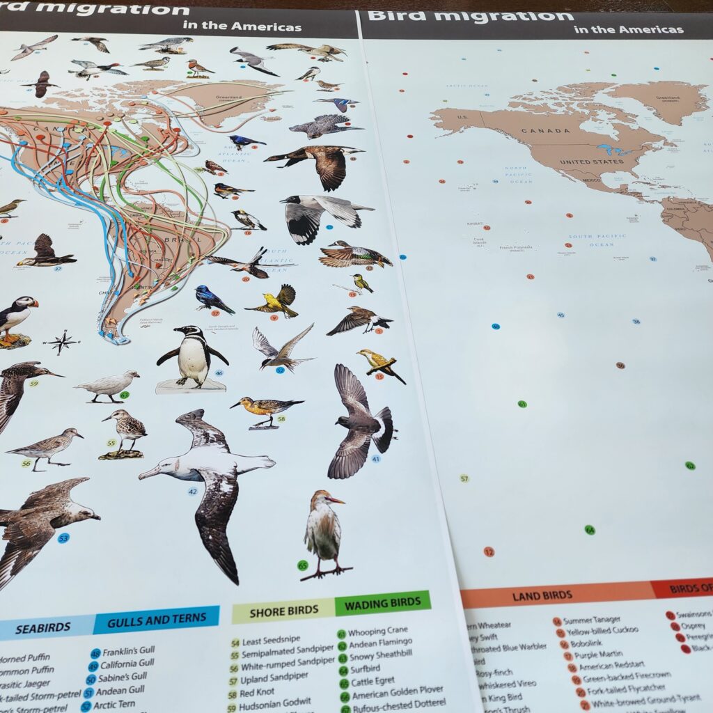 How birds migrate?
