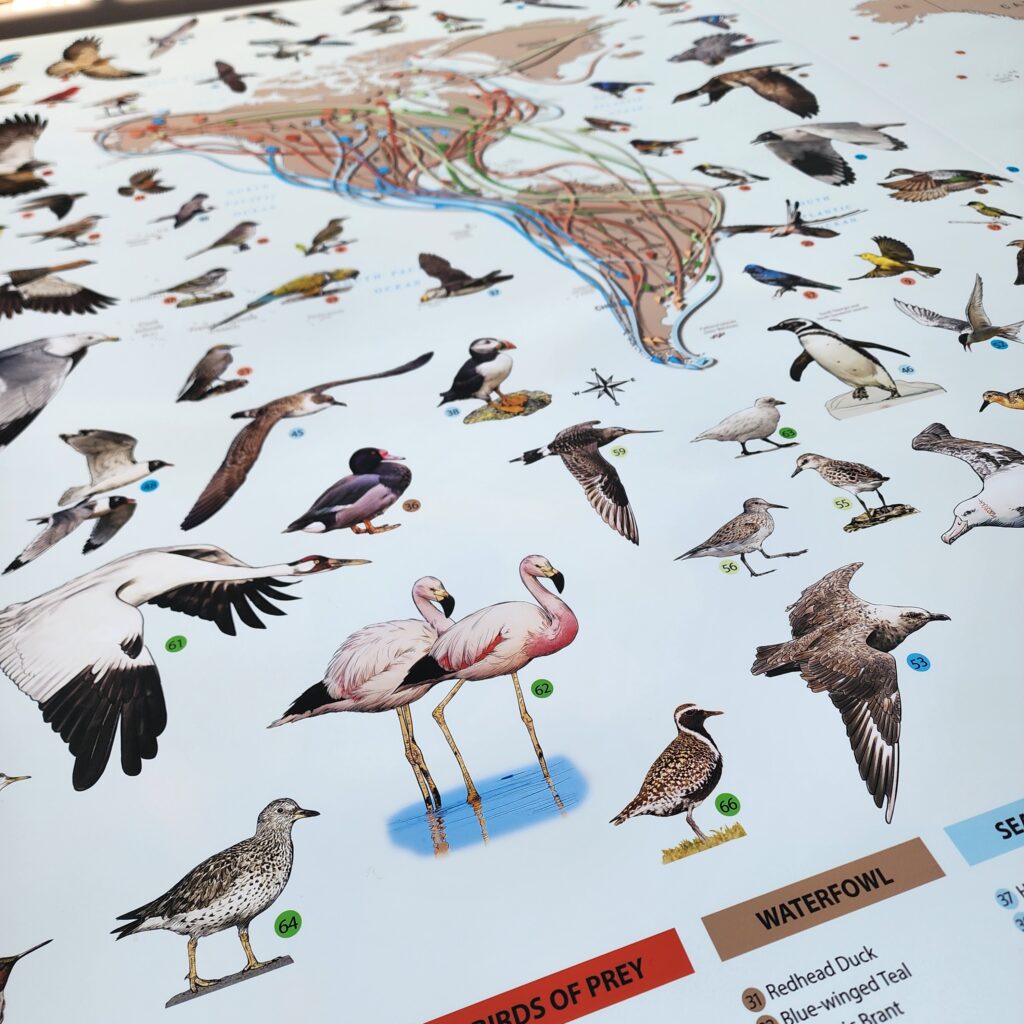 Bird Migration in the Americas