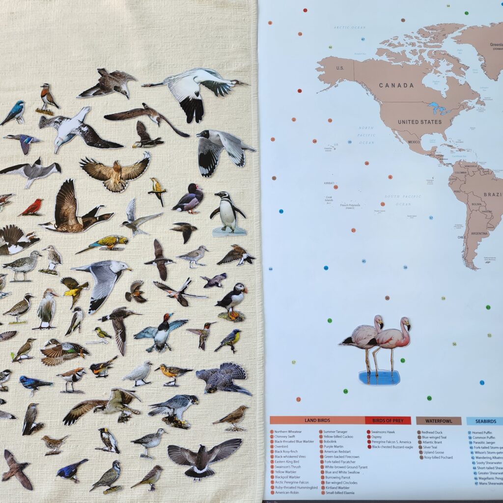 Bird Migration in the Americas