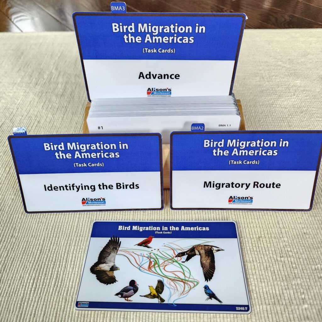 Bird Migration in the Americas