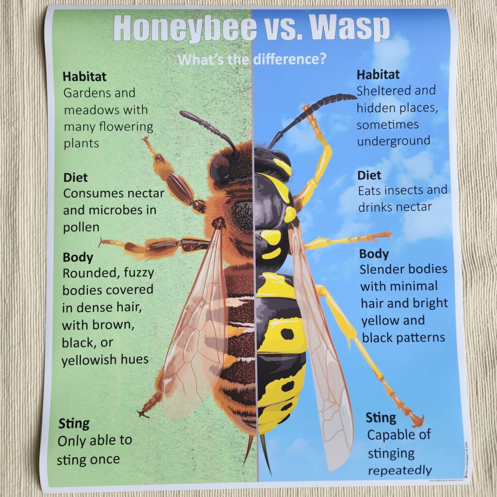 Honeybee vs. Wasp