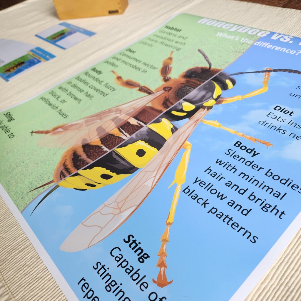 Honeybee vs. Wasp, Ages 6-9