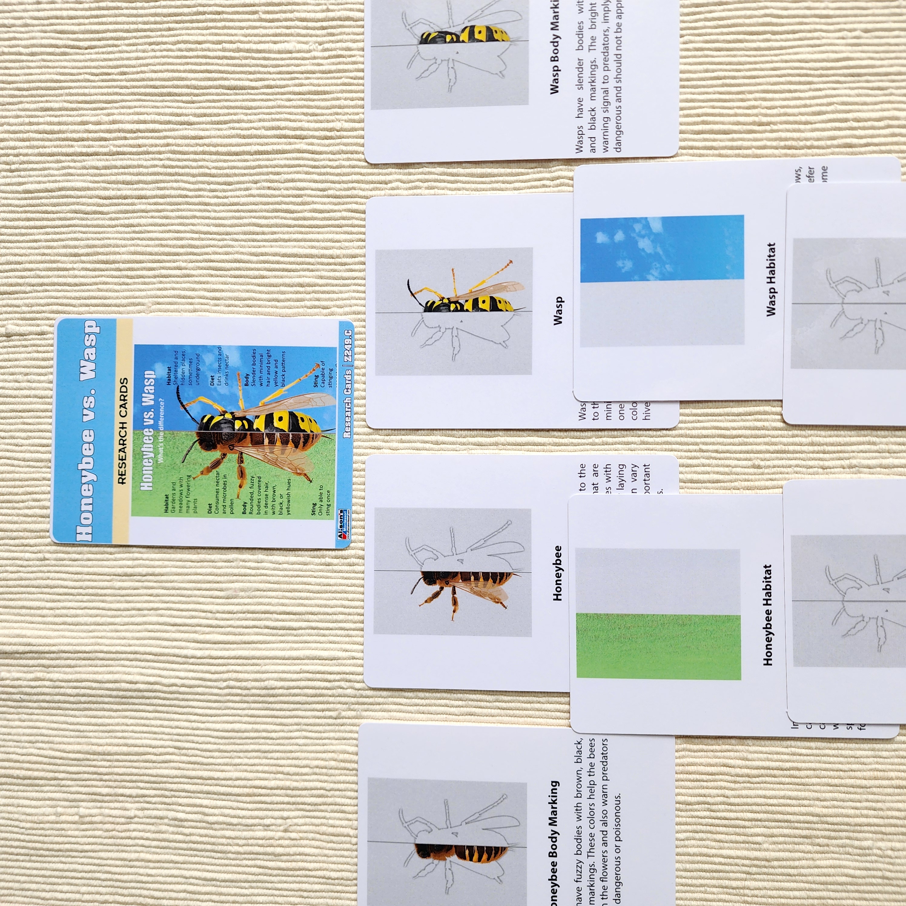 Honeybee vs. Wasp