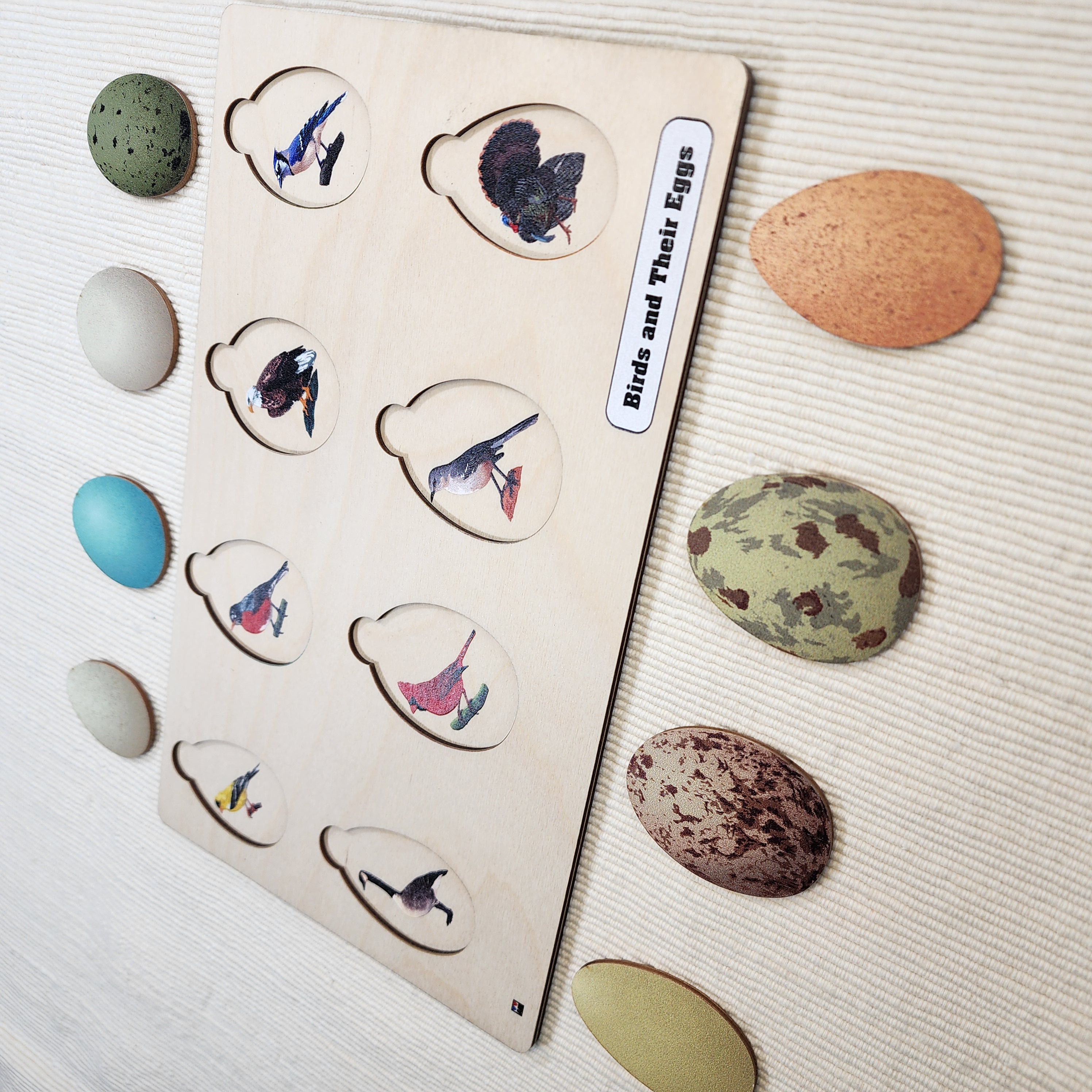 Birds and their Eggs