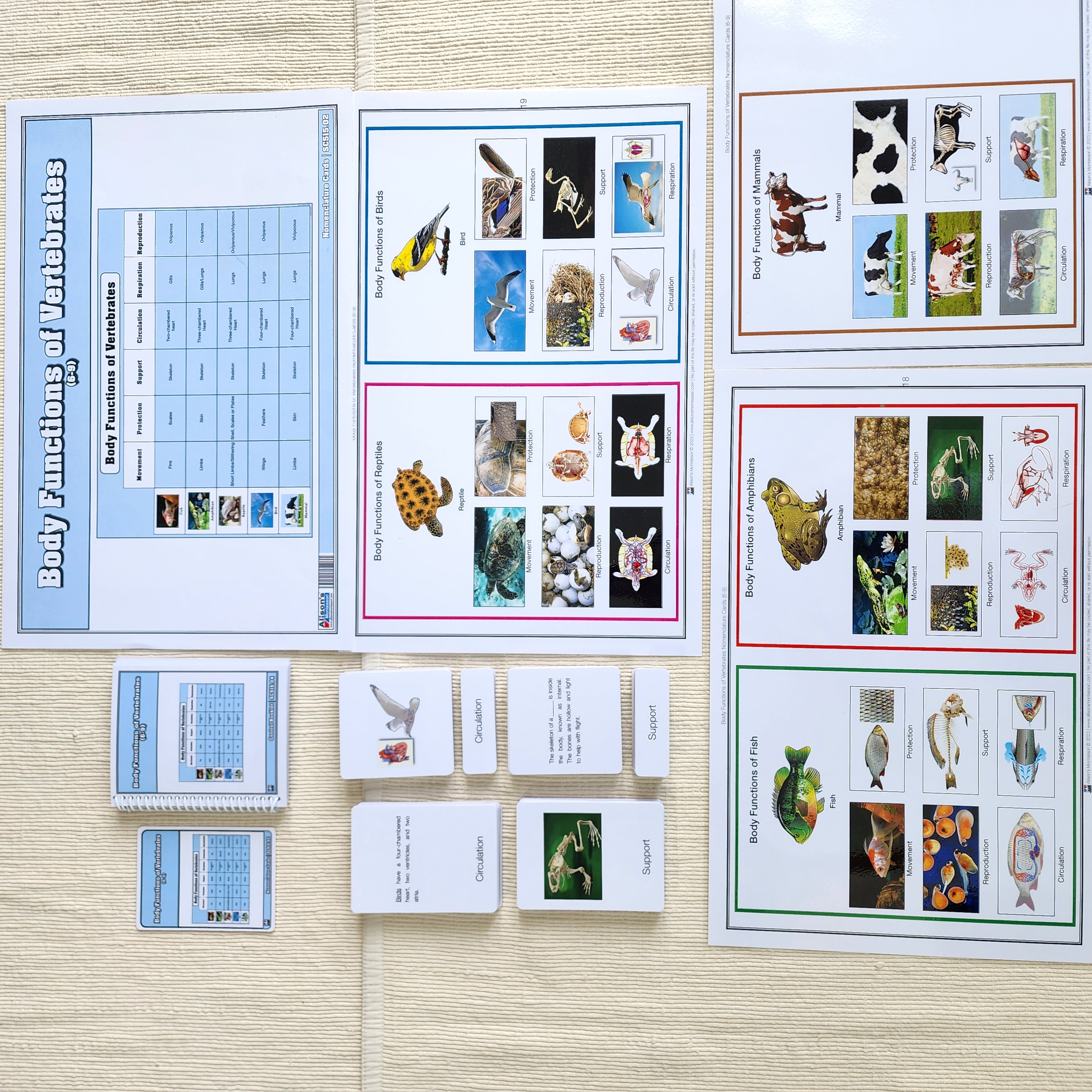Body Functions of Vertebrates