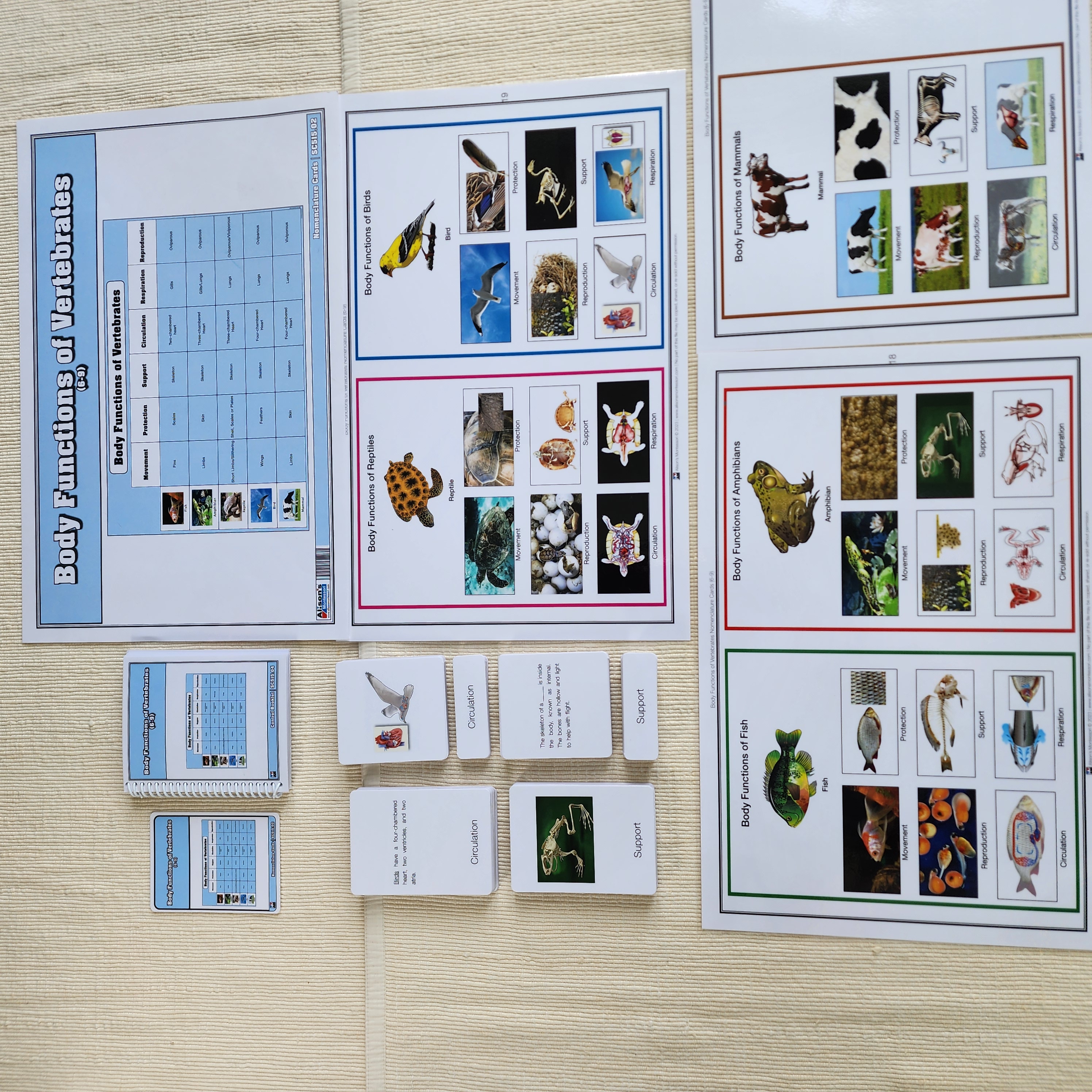 Body Functions of Vertebrates
