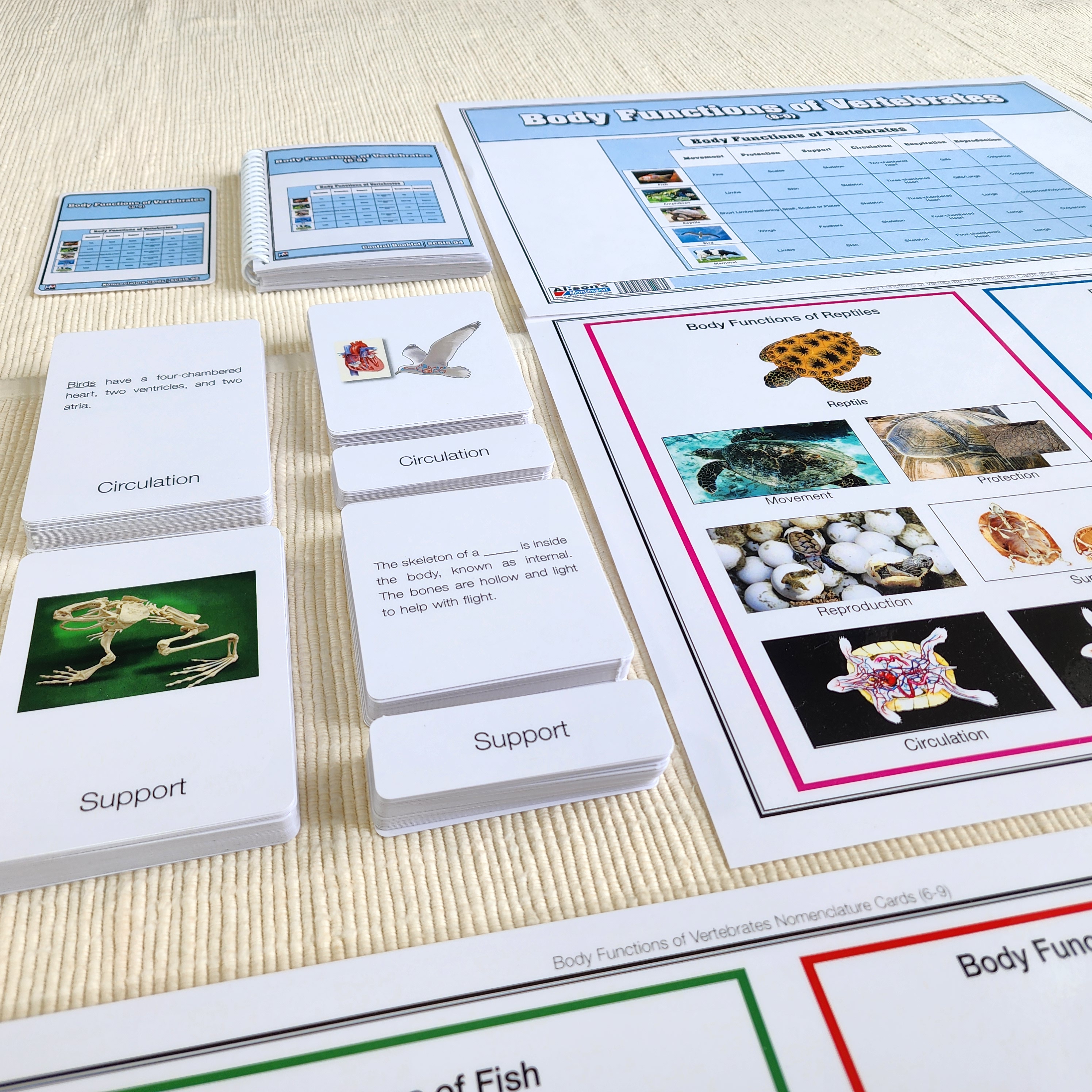 Body Functions of Vertebrates