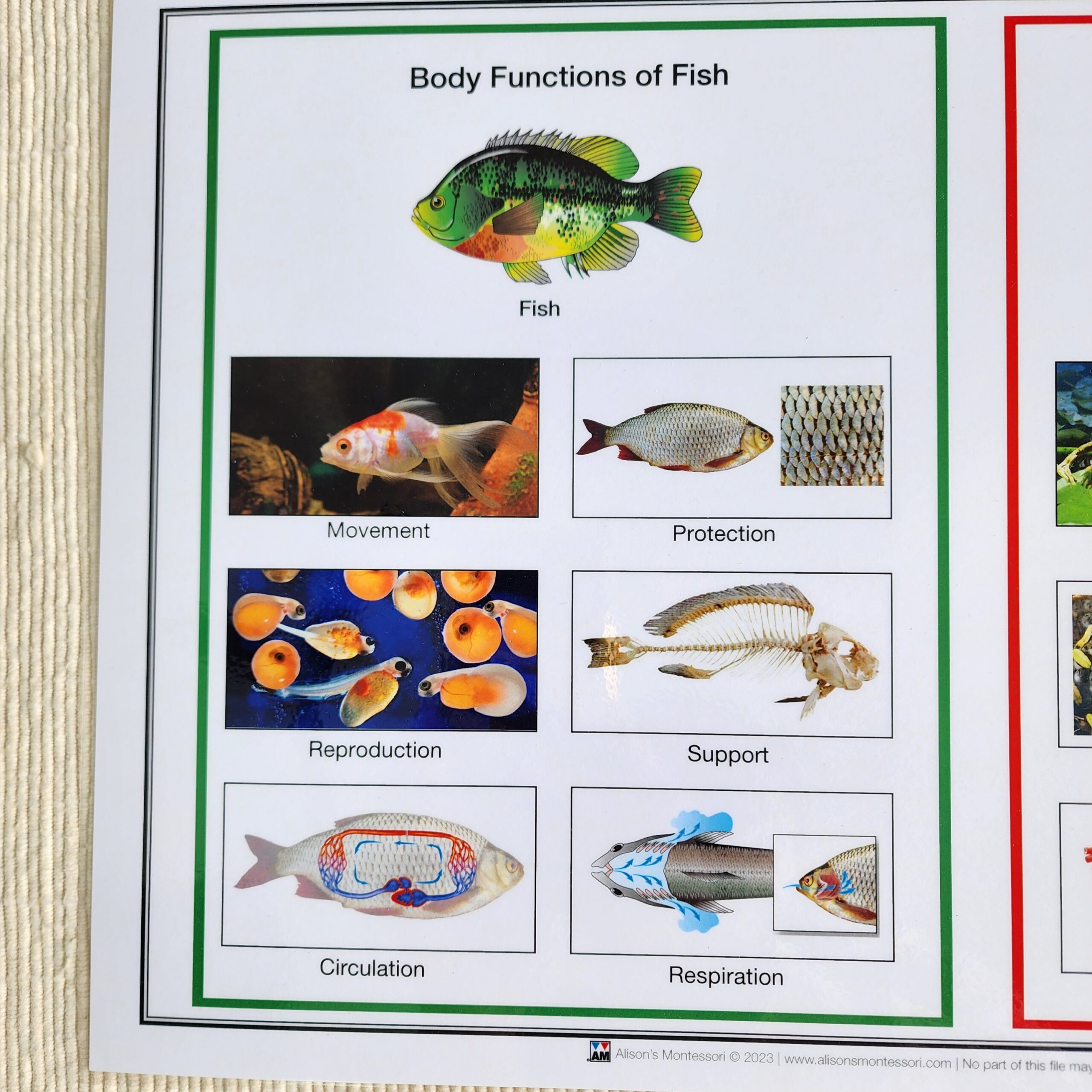 Body Functions of Vertebrates
