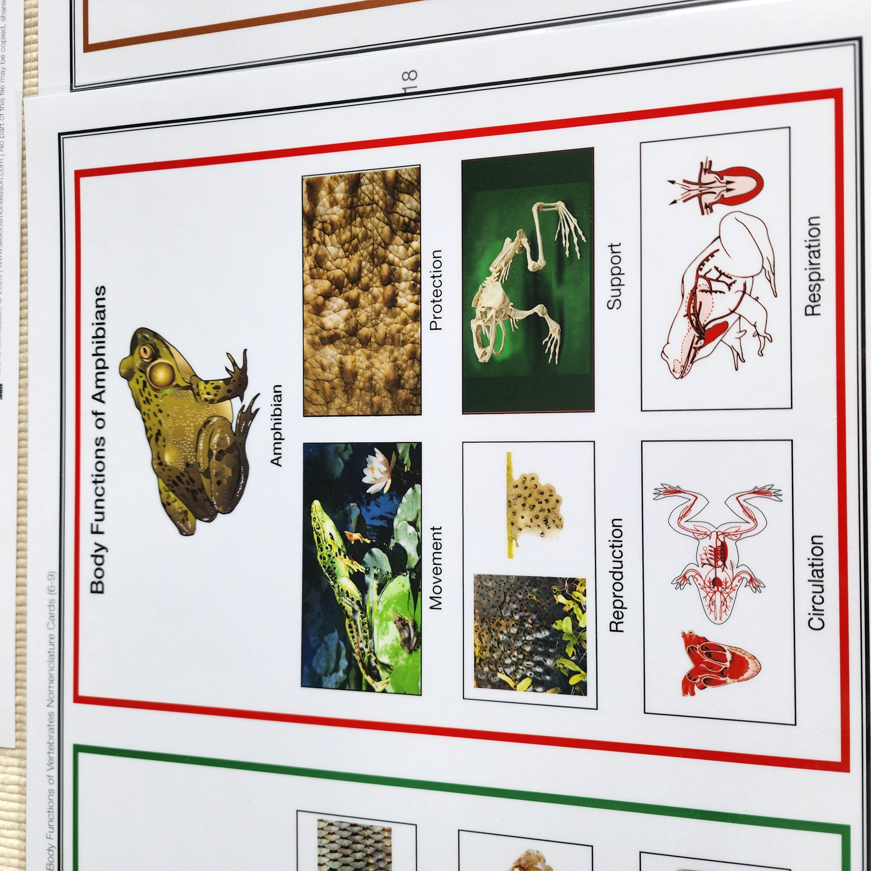 Body Functions of Vertebrates