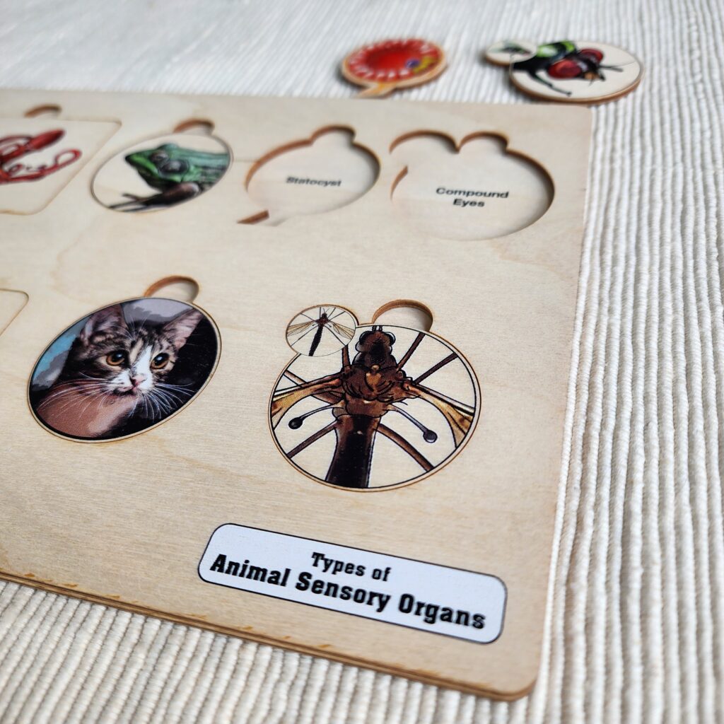 Types of Animal Sensory Organs, Ages 6-9