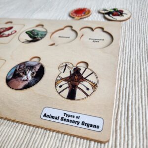 Types of Animal Sensory Organs, Ages 6-9