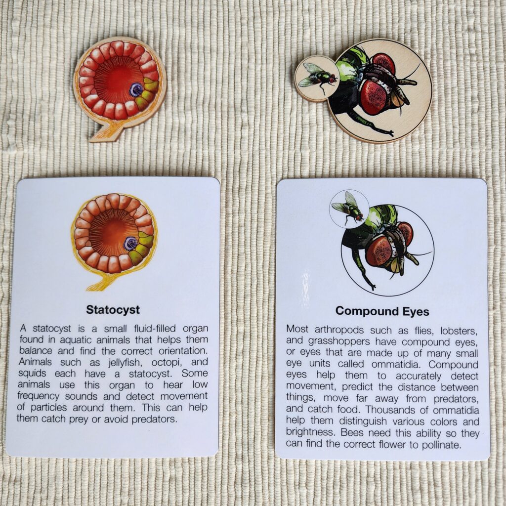 Types of Animal Sensory Organs