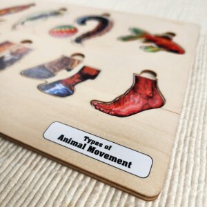 Types of Animal Movement, Age 9+
