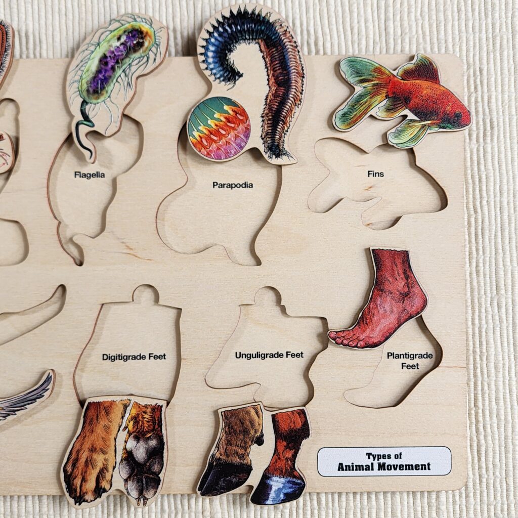 Types of Animal Movement